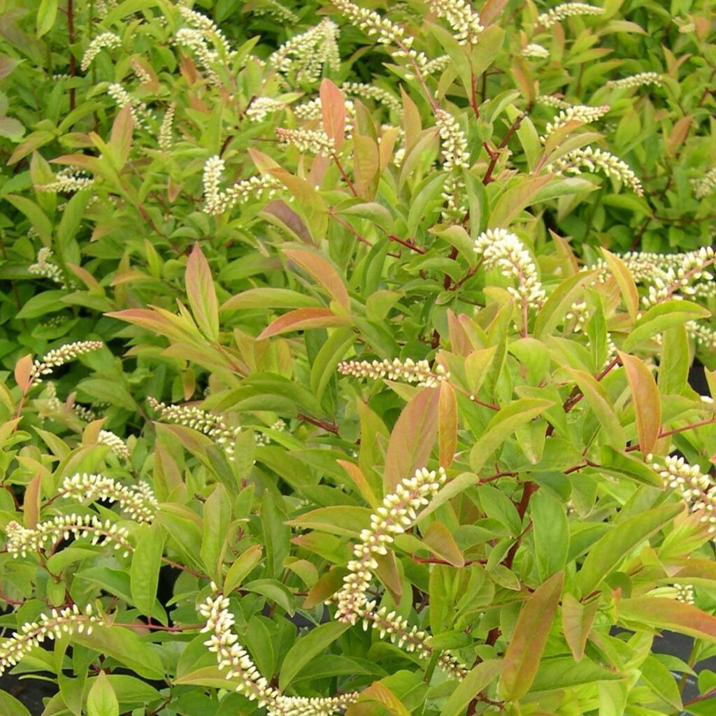 Itea virginica ‘Henry’s Garnet’ 3L 5023242382548 2