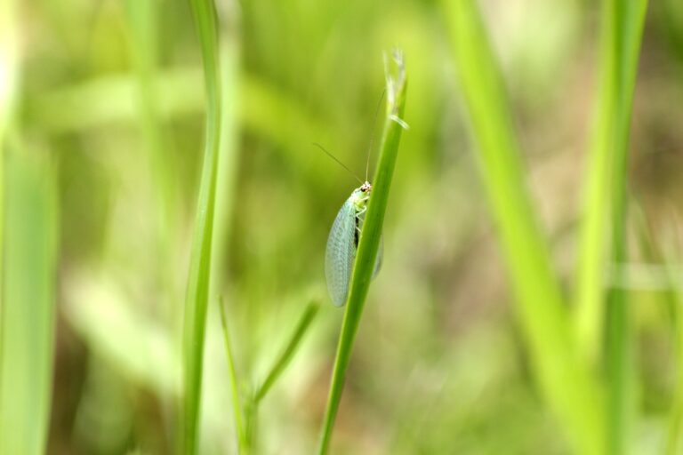 Garden Wildlife in March