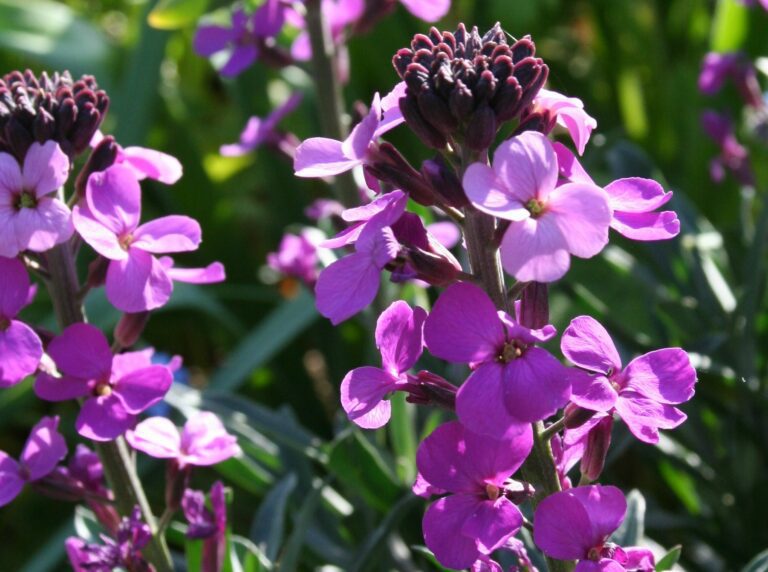 Your April Garden: Top Tips & Advice