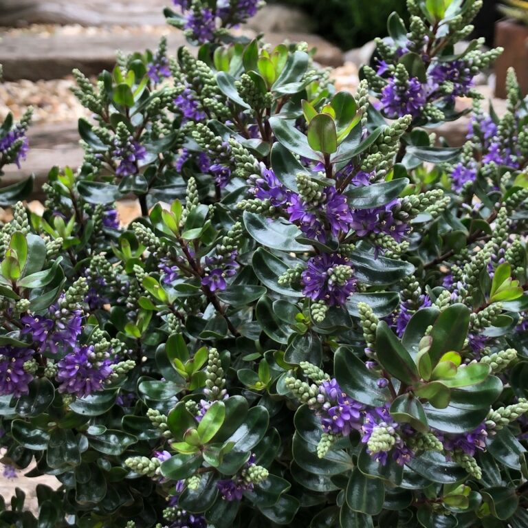 Hebe 'Dark Secret' | New Plant