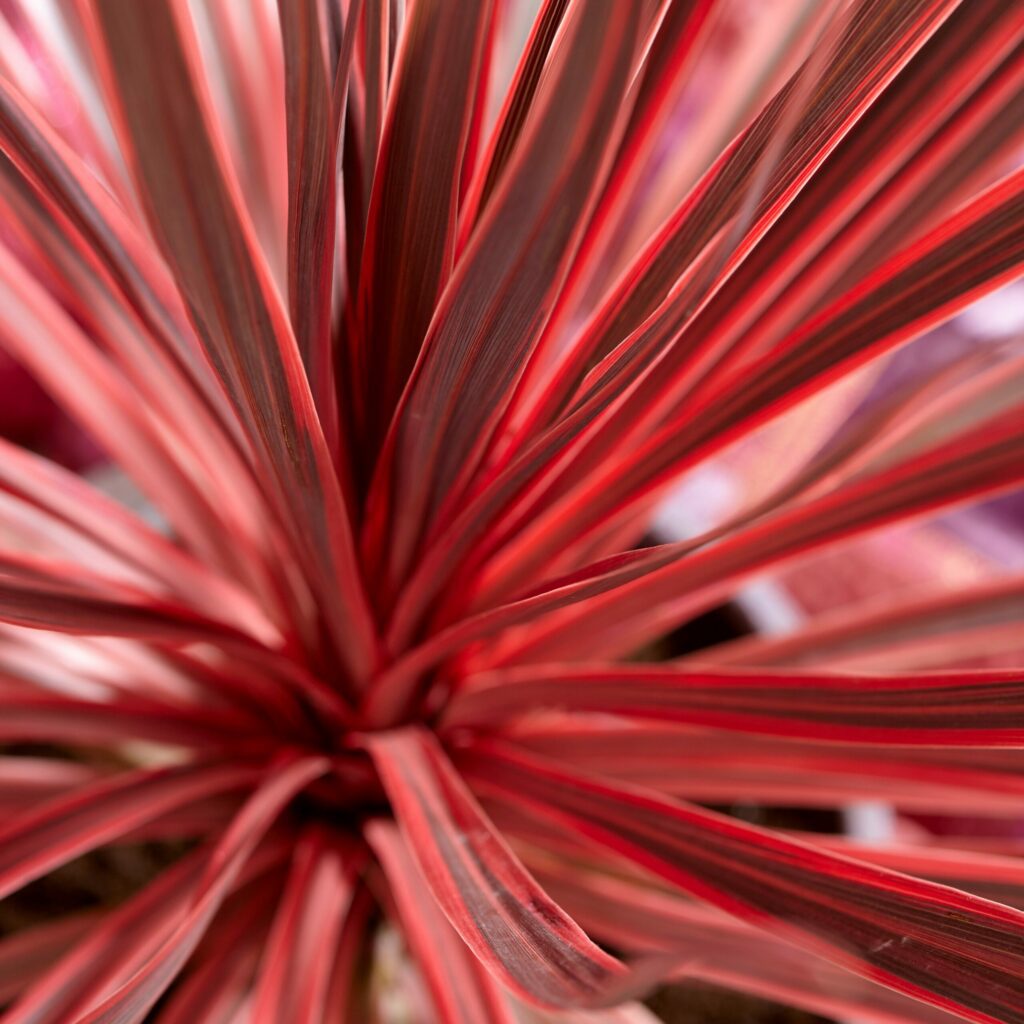 Cordyline australis ‘Charlie Boy’ 2L 5023242381923 2