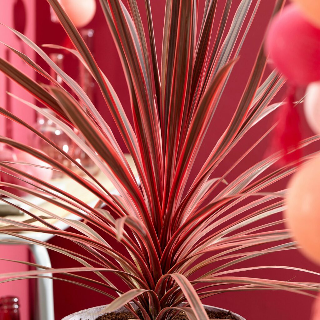 Cordyline australis ‘Charlie Boy’ 2L 5023242381923 2