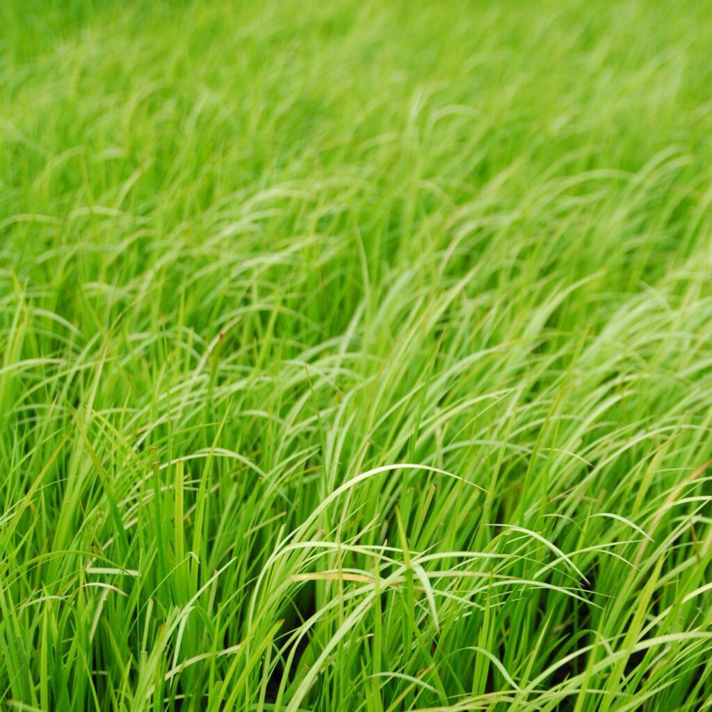 Acorus gramineus ‘Golden Delight’ 2L 5023242387864 2