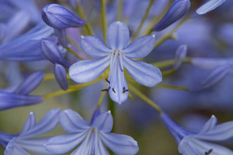 Agapanthus 'Neverland' | Plant Profile