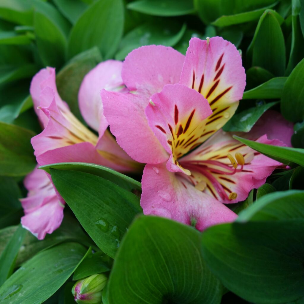 Alstroemeria inticancha ‘Sunshine’ 3L 5023242361611
