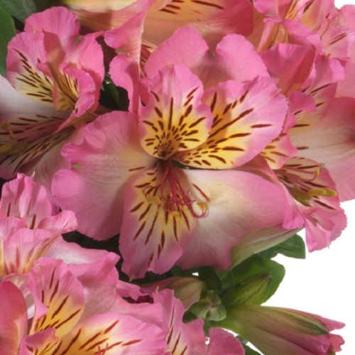 Alstroemeria inticancha ‘Sunshine’ 3L 5023242361611