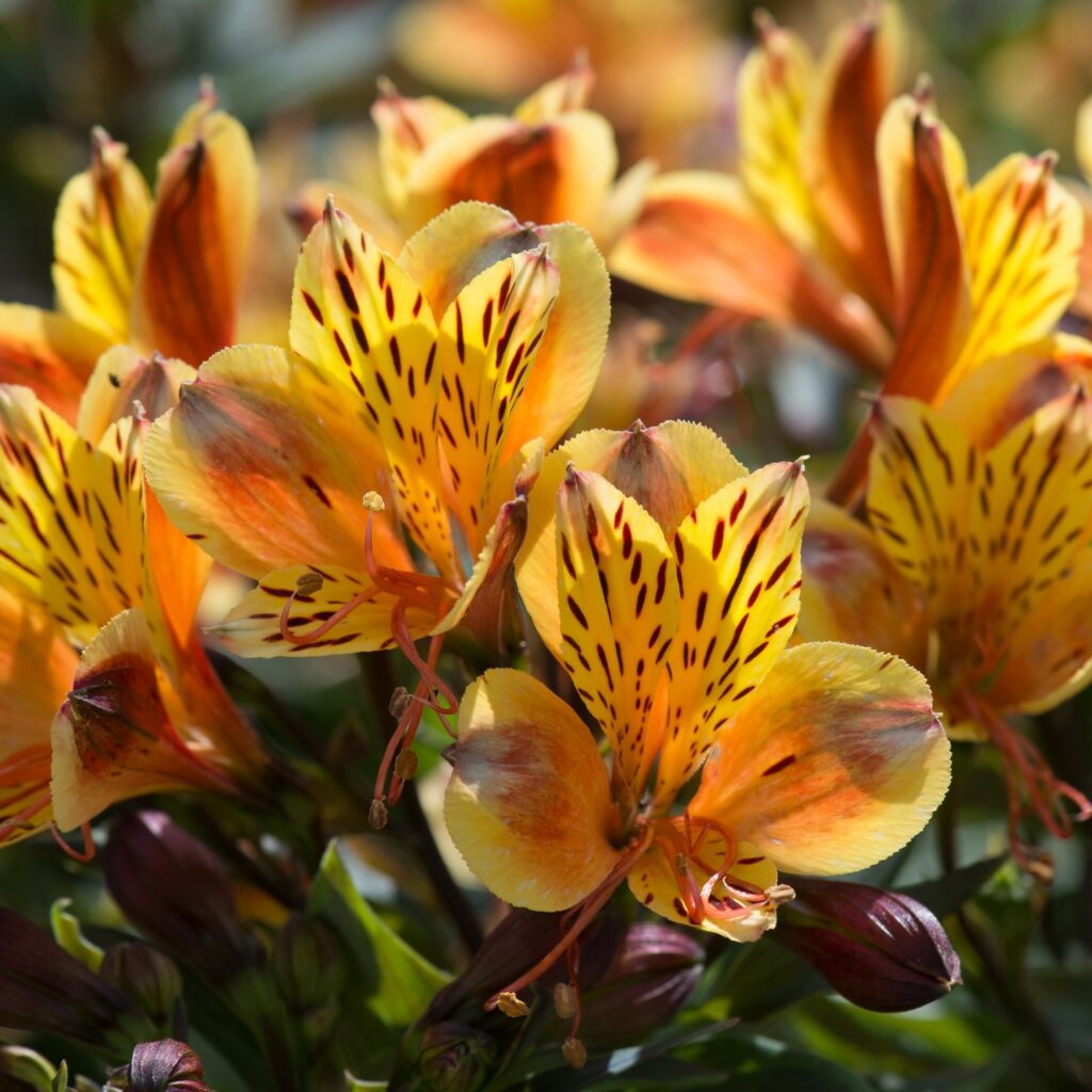 Alstroemeria ‘Indian Summer’ 3L 5023242389042