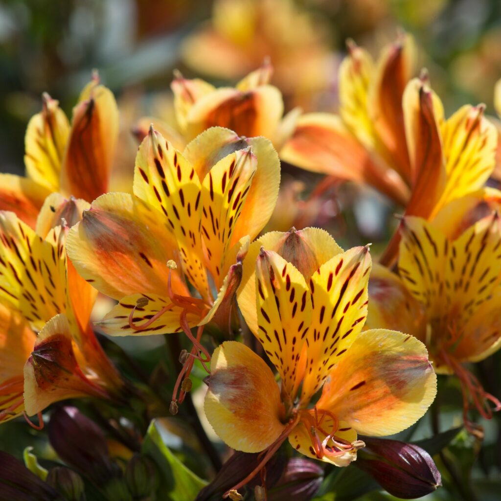 Alstroemeria ‘Indian Summer’ 3L 5023242389042