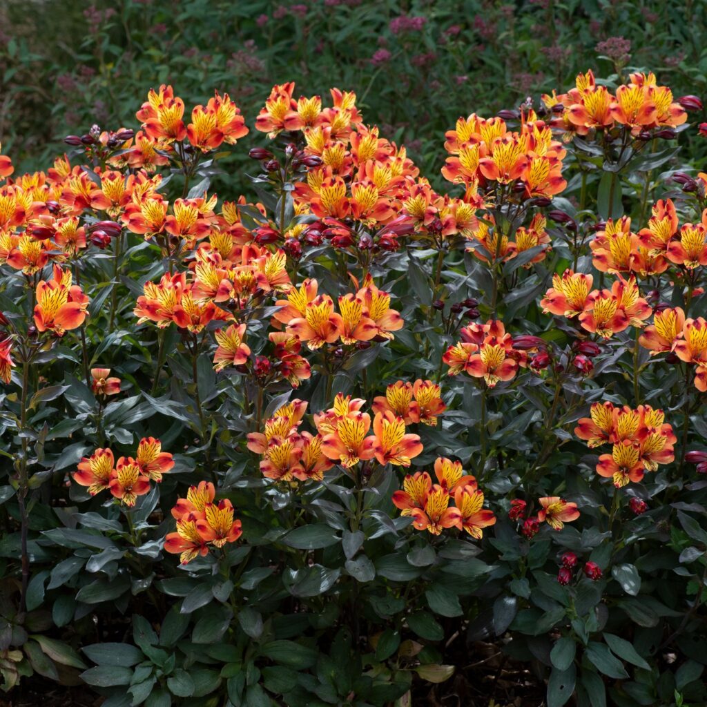 Alstroemeria ‘Indian Summer’ 3L 5023242389042