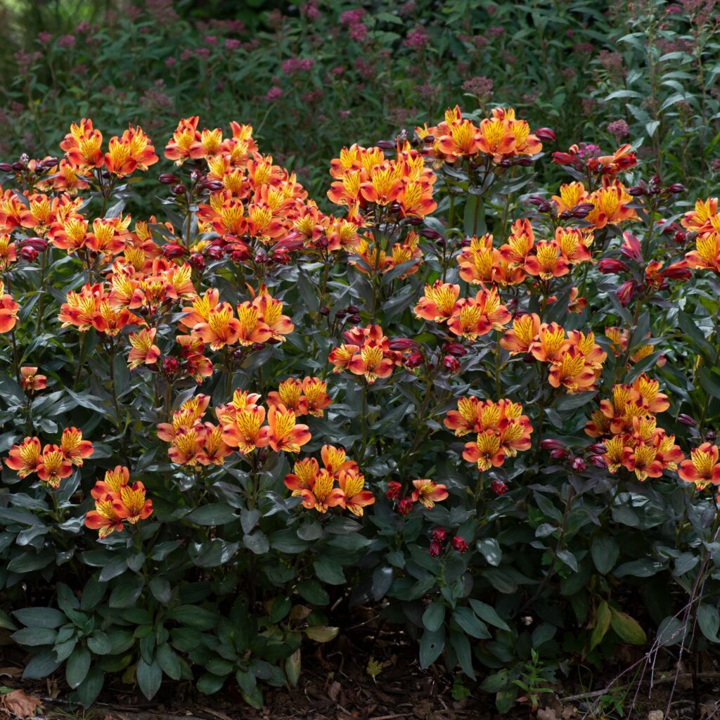 Alstroemeria ‘Indian Summer’ 3L 5023242389042