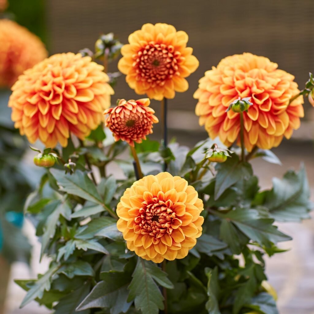 Dahlia hortensis ‘Lubega Power Choco Orange’ 3L 5023242388908