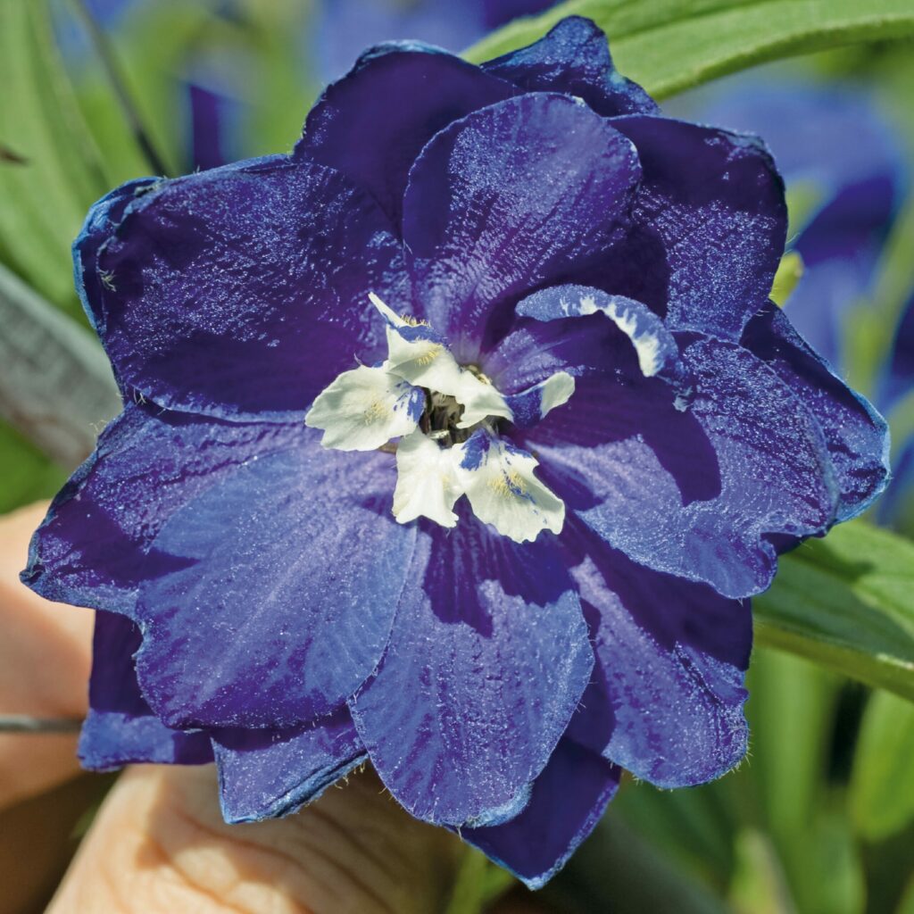 Delphinium ‘King Arthur Group’ 2L 5023242346274 2