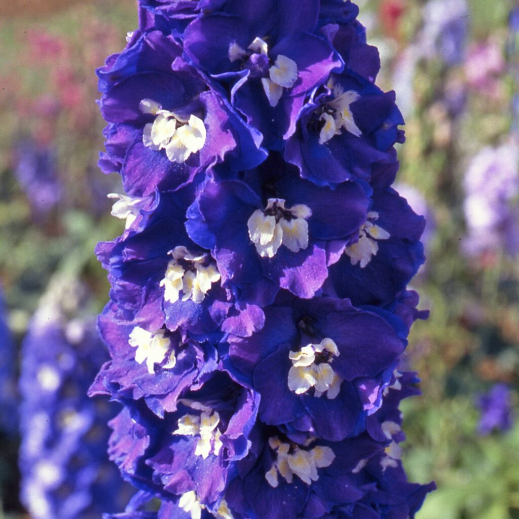 Delphinium ‘King Arthur Group’ 2L 5023242346274 2