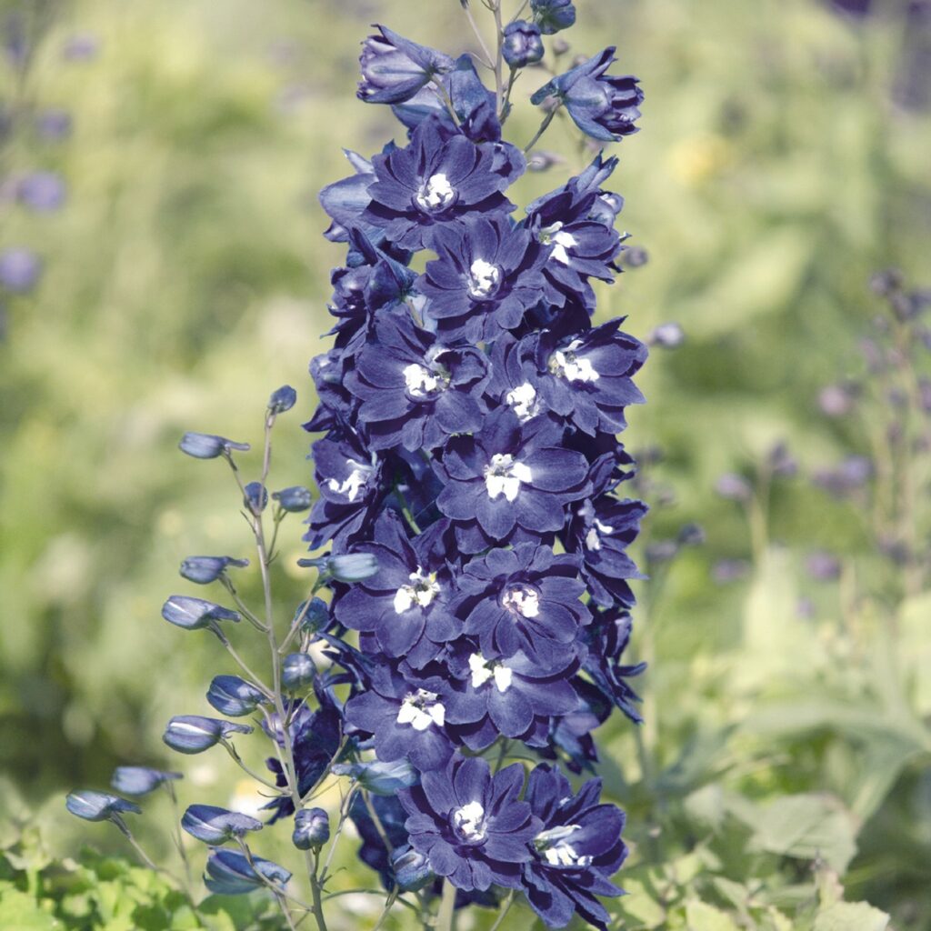Delphinium ‘King Arthur Group’ 2L 5023242346274 2