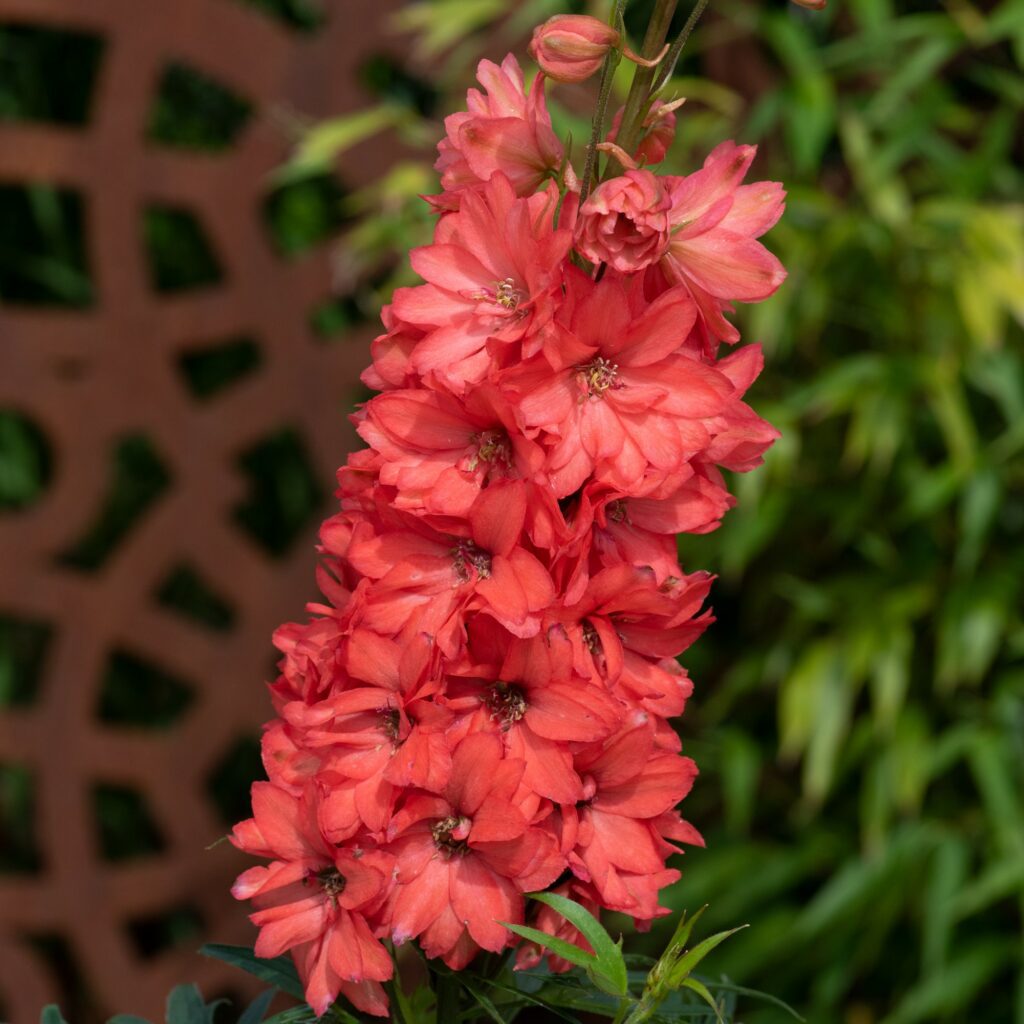 Delphinium elatum ‘Red Lark’ 3L 5023242388014