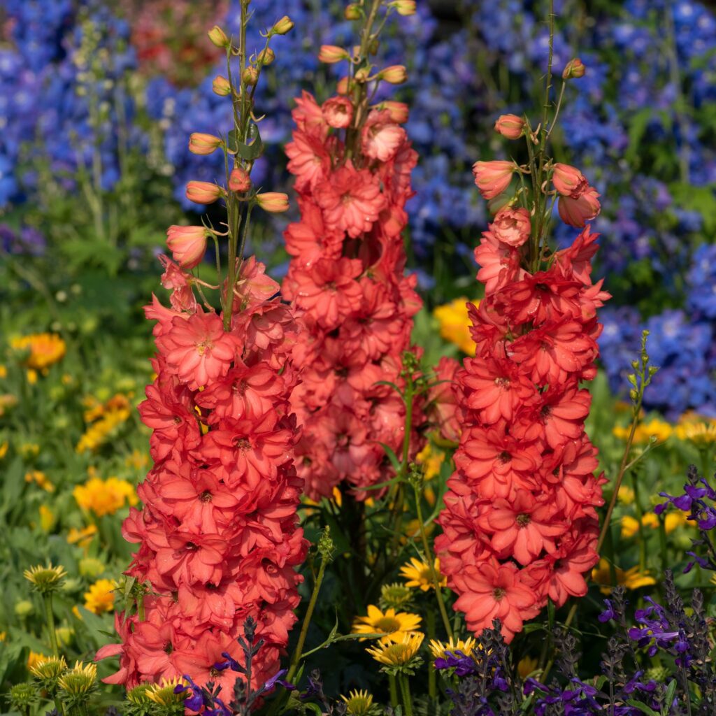 Delphinium elatum ‘Red Lark’ 3L 5023242388014