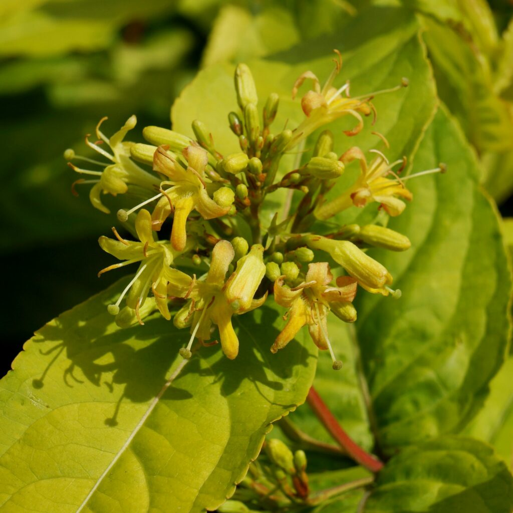 Diervilla rivularis ‘Honeybee’ 3L 5023242370965