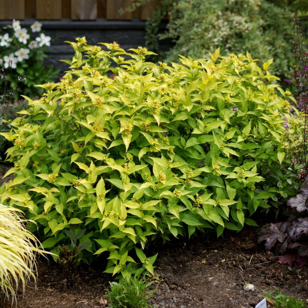 Diervilla rivularis ‘Honeybee’ 3L 5023242370965