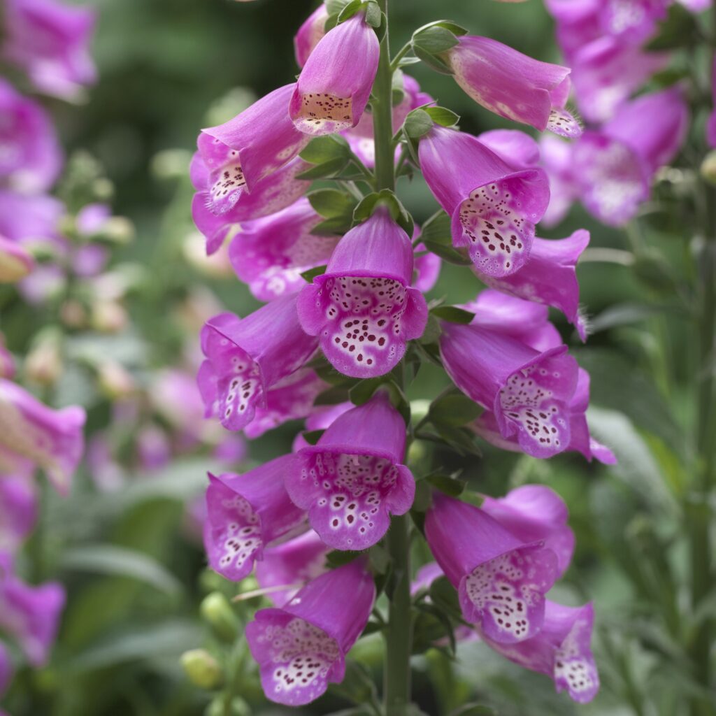 Digitalis purpurea ‘Panther’ 2L 5023242385976 2