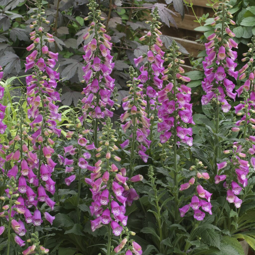 Digitalis purpurea ‘Panther’ 2L 5023242385976 2