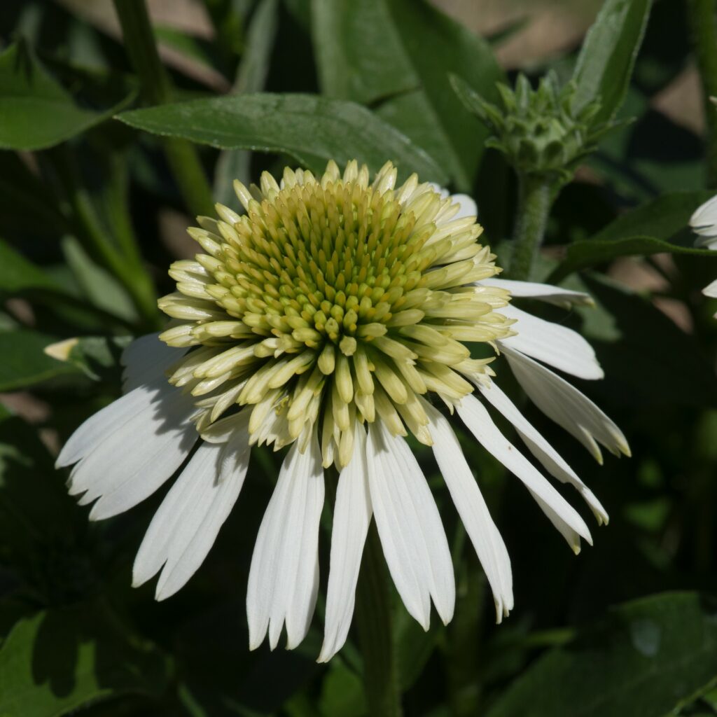 Echinacea ‘Delicious Ice’ 3L 5023242389219