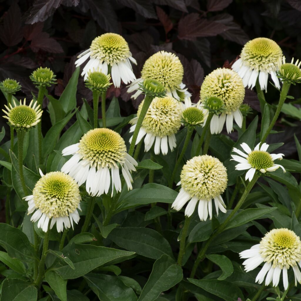 Echinacea ‘Delicious Ice’ 3L 5023242389219