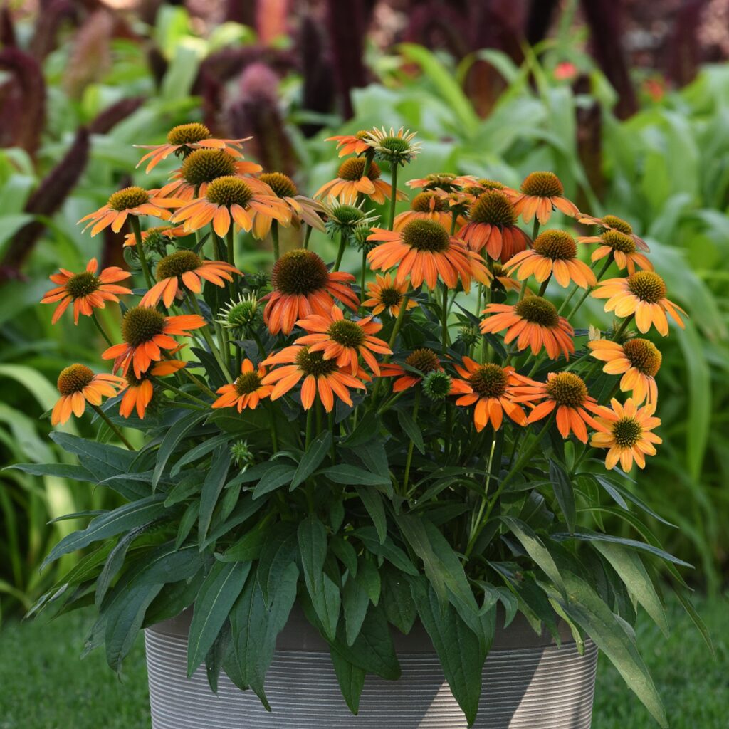 Echinacea purpurea ‘Lakota Soft Orange’ 3L 5023242389301