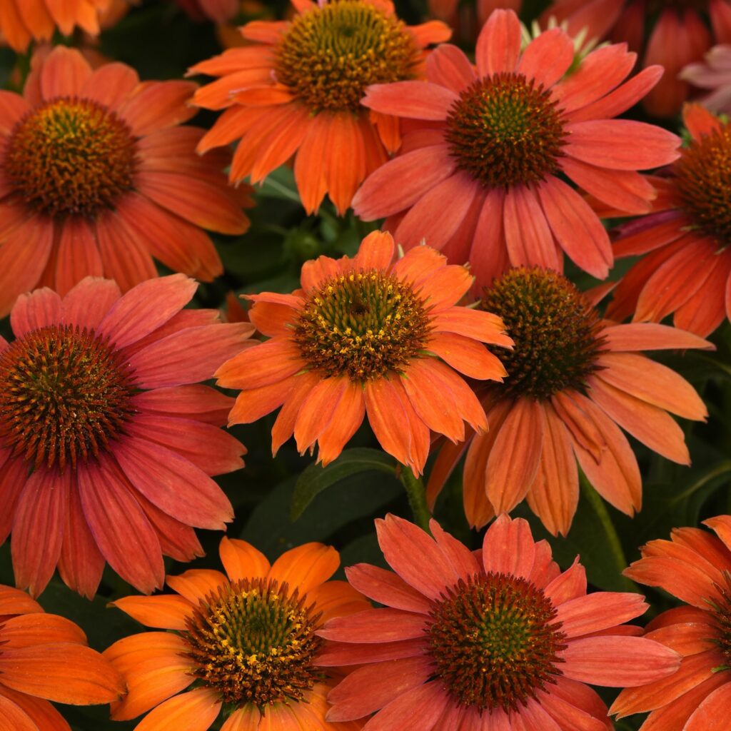 Echinacea purpurea ‘Lakota Red Ombre’ 3L 5023242389295
