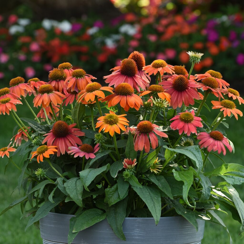 Echinacea purpurea ‘Lakota Red Ombre’ 3L 5023242389295
