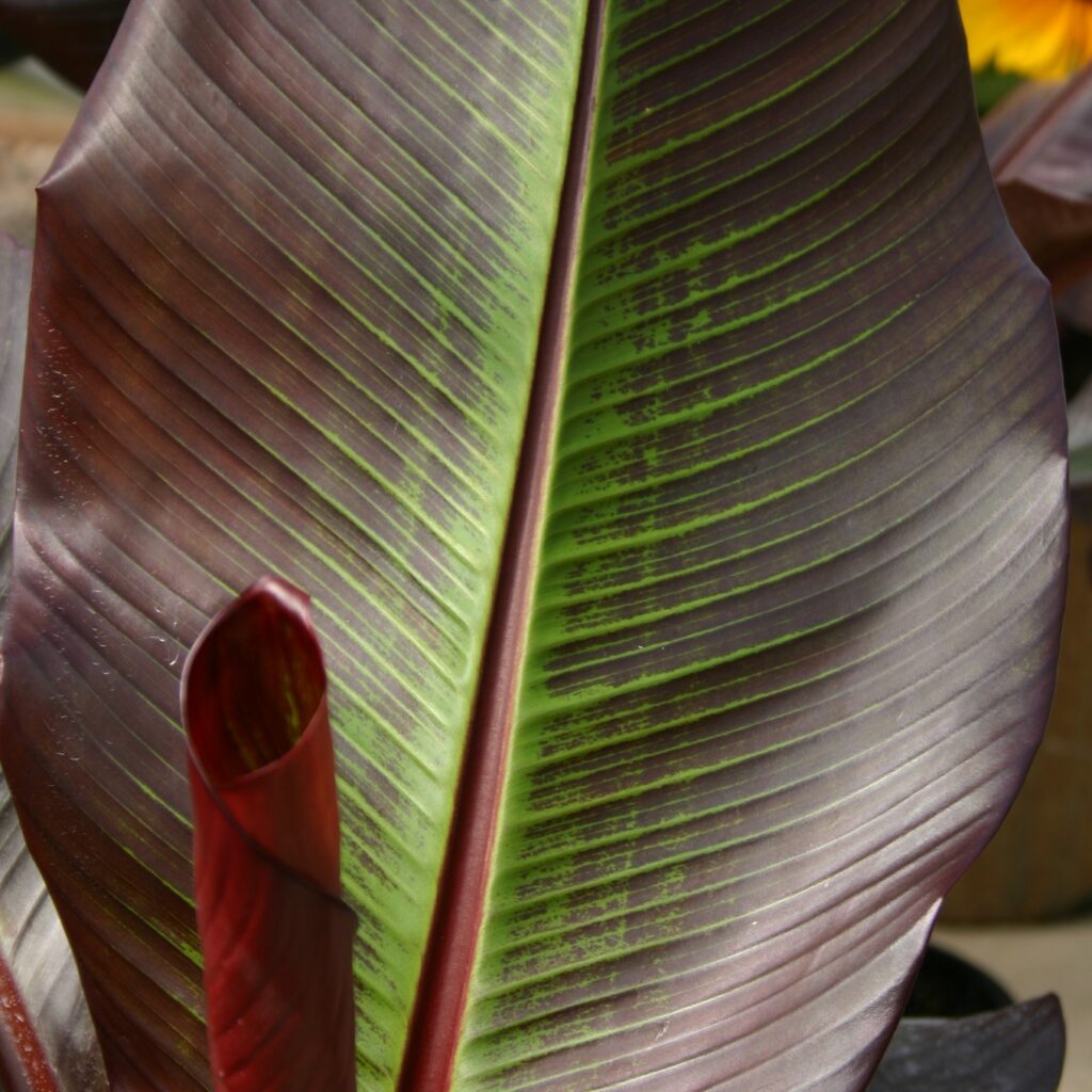 Ensete ventricosum ‘Maurelii’ 3L 5023242388182