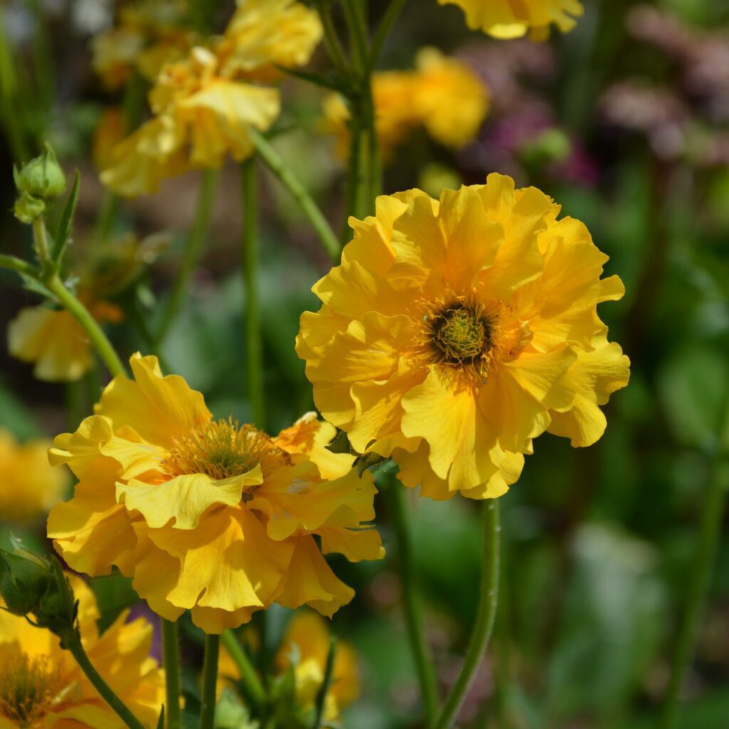 Geum ‘Sunrise’ 2L 5023242388250
