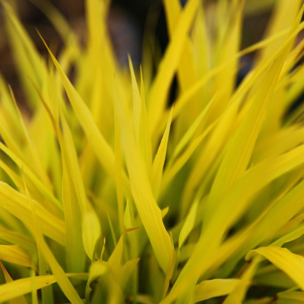 Hakonechloa macra ‘All Gold’ 2L 5023242377469 2