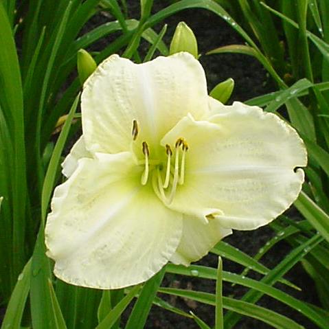 Hemerocallis ‘White Temptation’ 2L 5023242388755