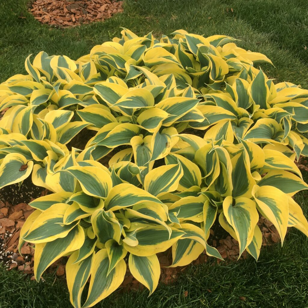 Hosta ‘Autumn Frost’ 2L 5023242385068