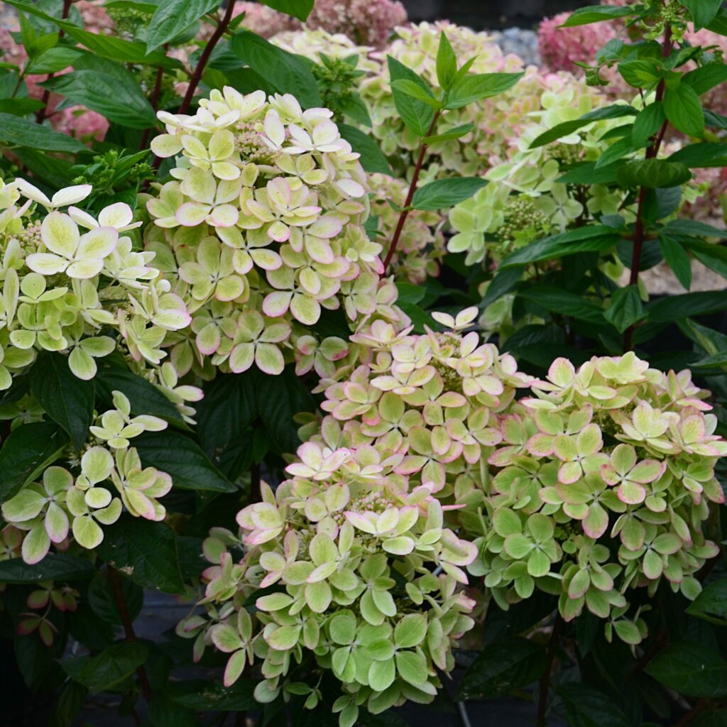 Hydrangea paniculata ‘Pastelgreen’ 3L 5023242384894