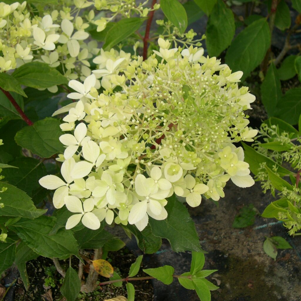 Hydrangea paniculata ‘Phantom’ 3L 5023242379913