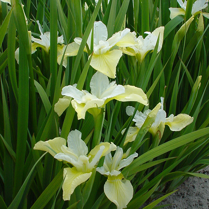 Iris sibirica ‘Butter and Sugar’ 2L 5023242386881