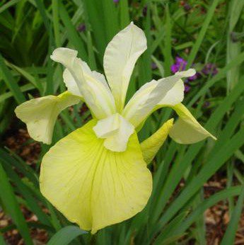 Iris sibirica ‘Butter and Sugar’ 2L 5023242386881
