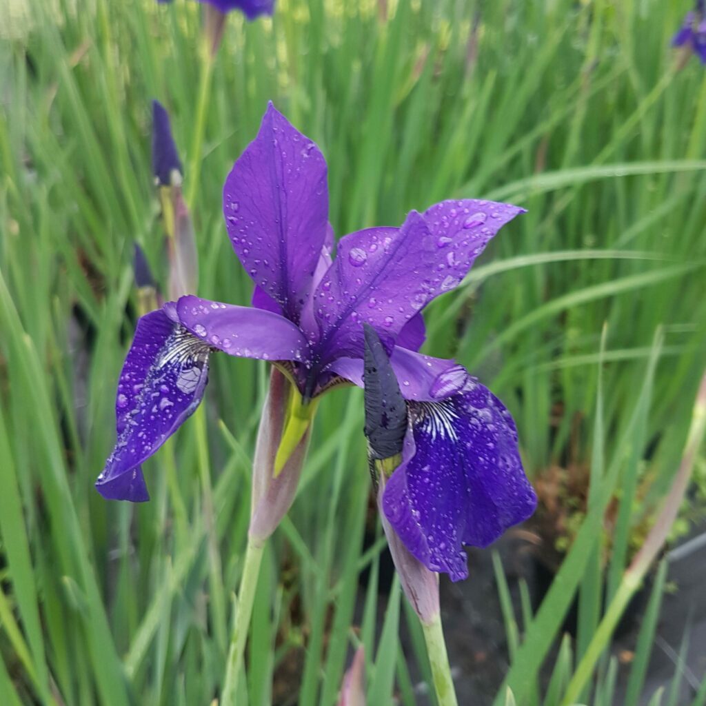 Iris sibirica ‘Caesar’s Brother’ 2L 5023242328324