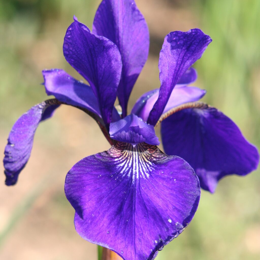 Iris sibirica ‘Caesar’s Brother’ 2L 5023242328324