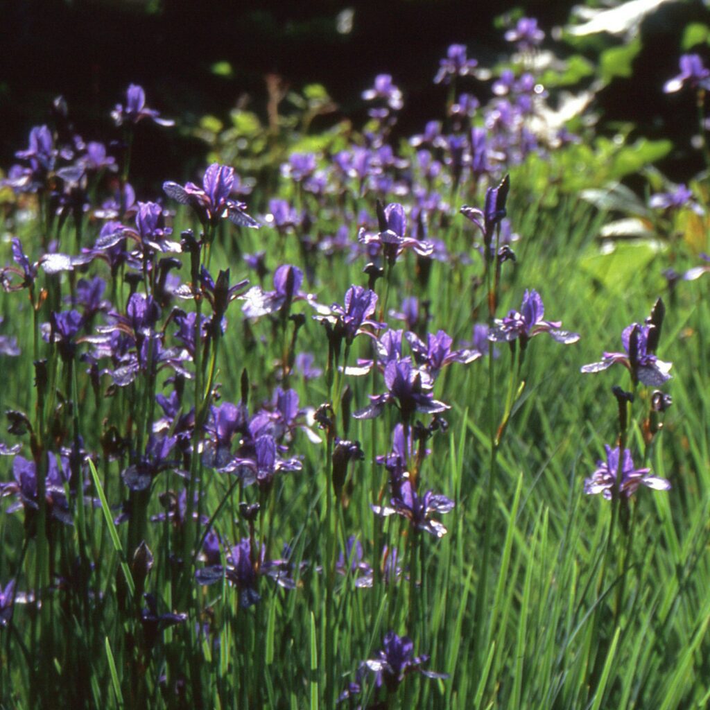 Iris sibirica ‘Flight of Butterflies’ 2L 5023242333380