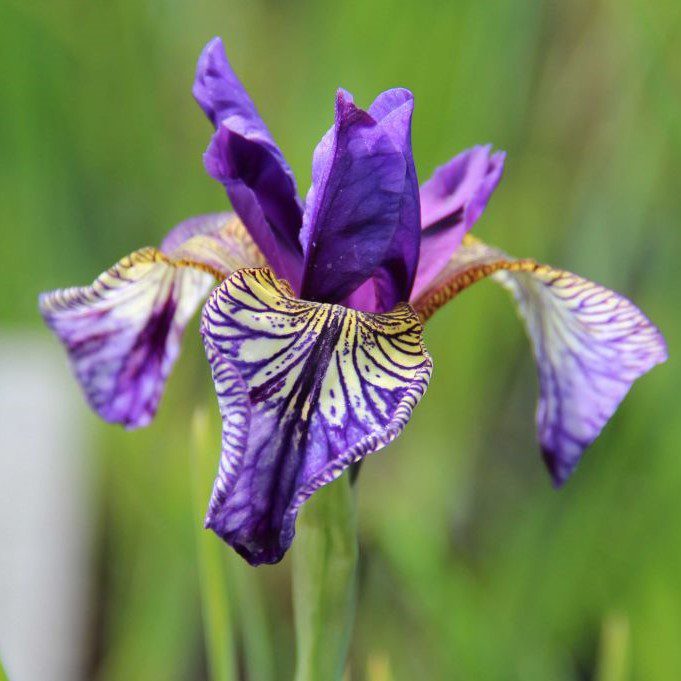 Iris sibirica ‘Flight of Butterflies’ 2L 5023242333380
