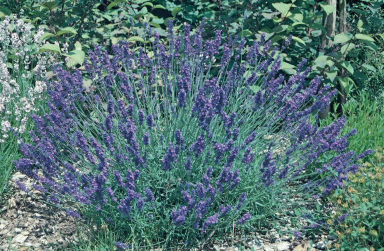 Lavandula angustifolia - English Lavender | Plant of the Month