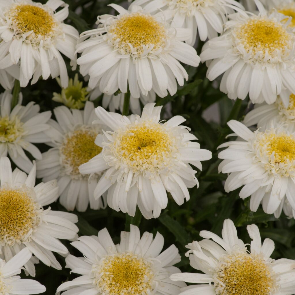Leucanthemum superbum ‘Real Comet’ 3L 5023242387543