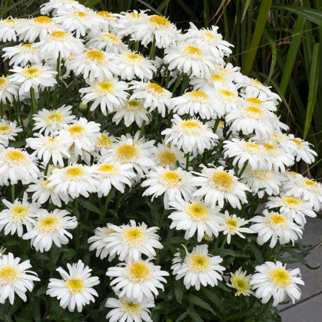 Leucanthemum superbum ‘Real Comet’ 3L 5023242387543