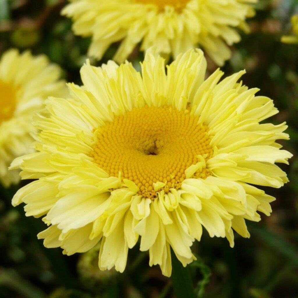 Leucanthemum superbum ‘Real Goldcup’ 3L 5023242387567