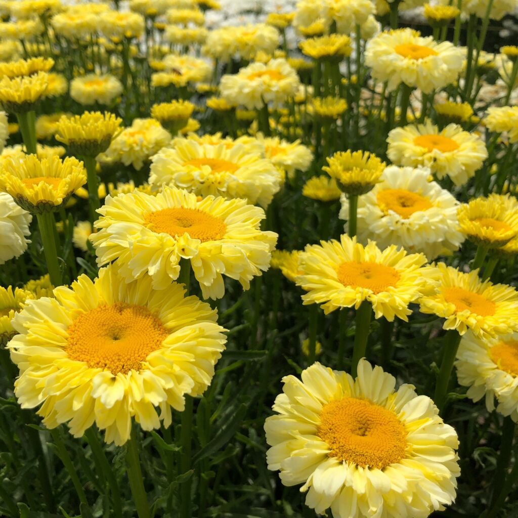 Leucanthemum superbum ‘Real Goldcup’ 3L 5023242387567