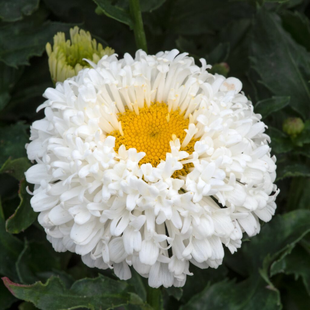 Leucanthemum superbum ‘Real Snowball’ 3L 5023242387550