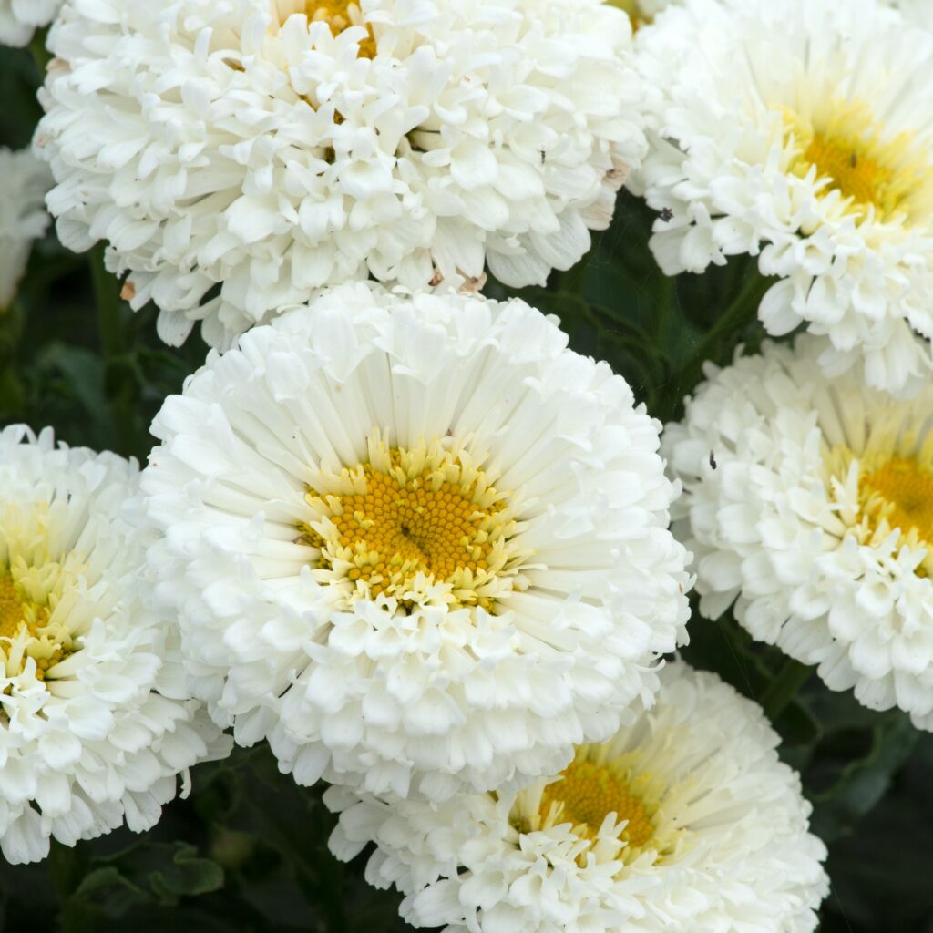 Leucanthemum superbum ‘Real Snowball’ 3L 5023242387550