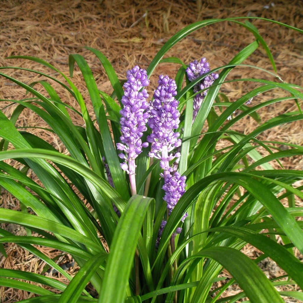 Liriope muscari ‘Big Blue’ 2L 5023242207254